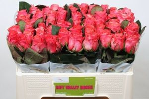 ROSE PINK TACAZZI KENIA 50